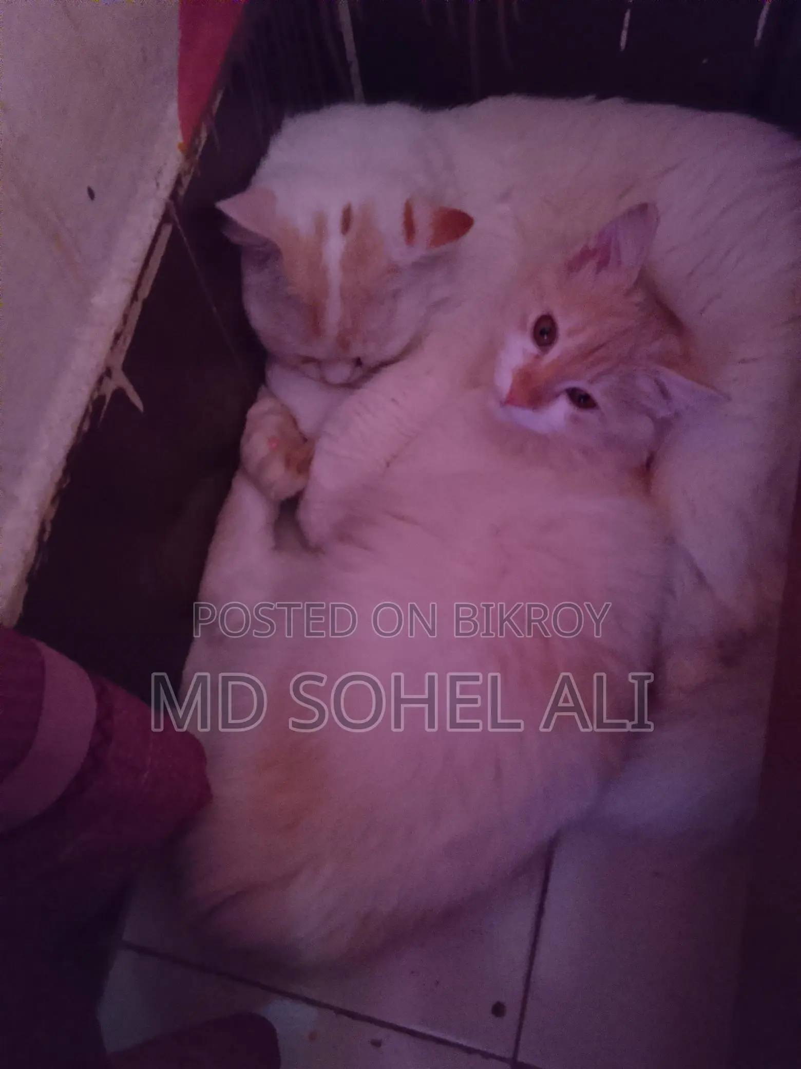 বিড়াল বিক্রয়