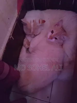 বিড়াল বিক্রয়