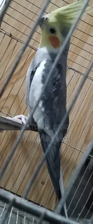 Cocatel Bird Sell Urgent