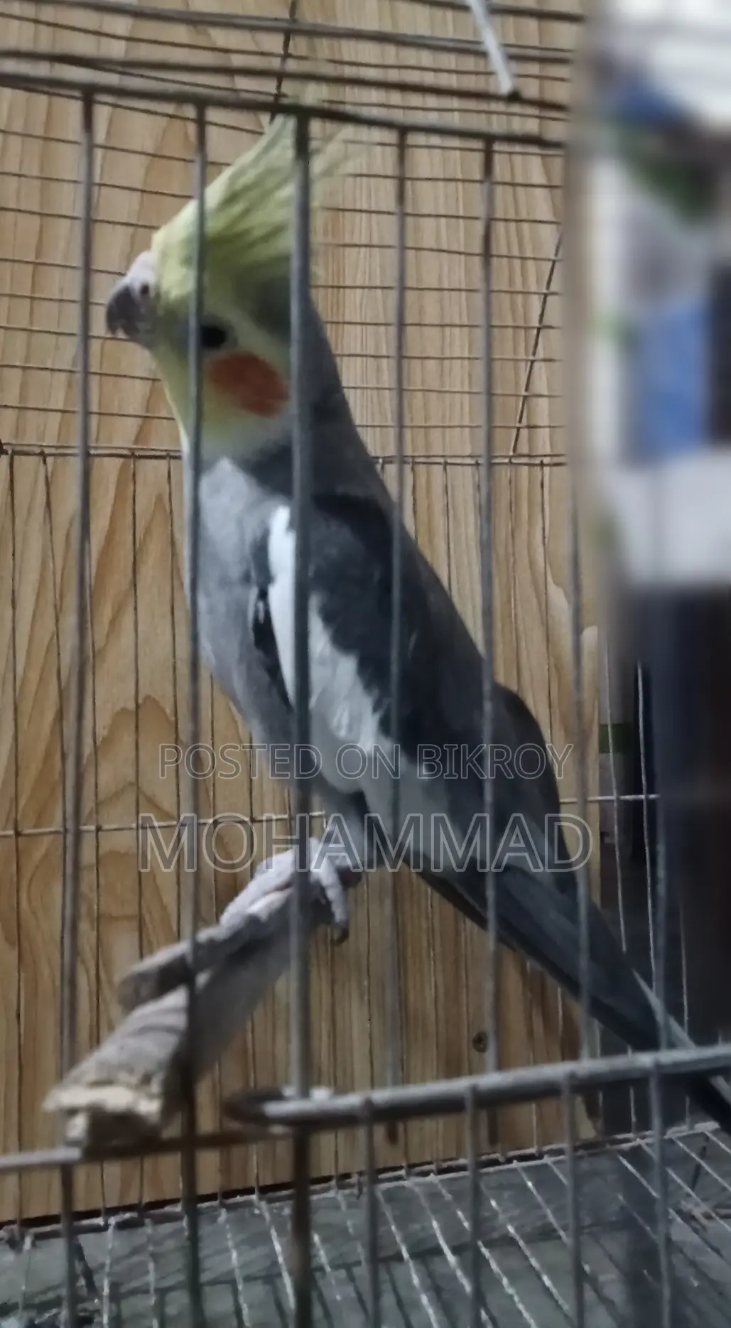 Cocatel Bird Sell Urgent