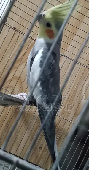 Cocatel Bird Sell Urgent