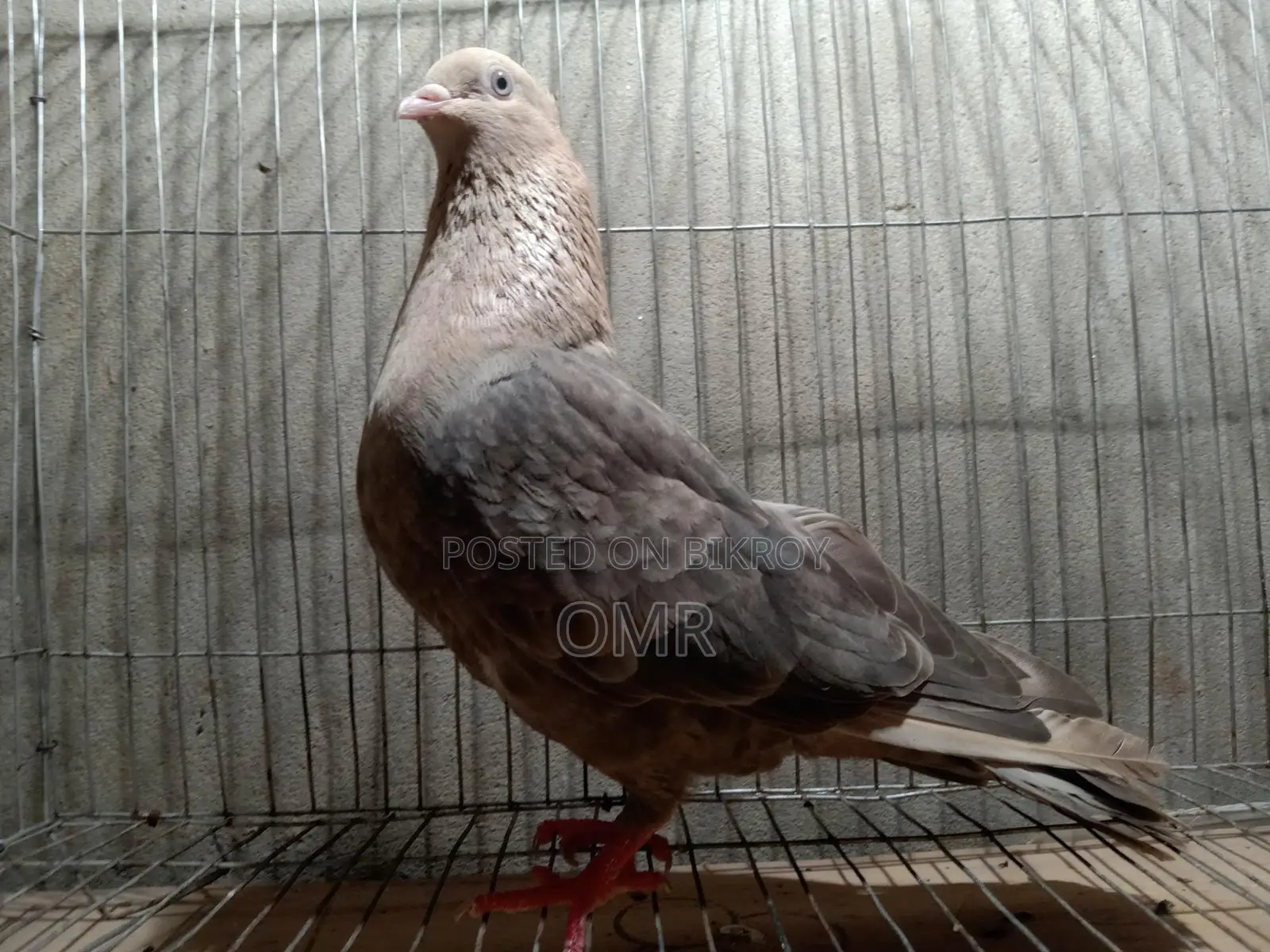 Running Swachandan Female Pigeon