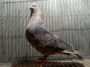 Running Swachandan Female Pigeon