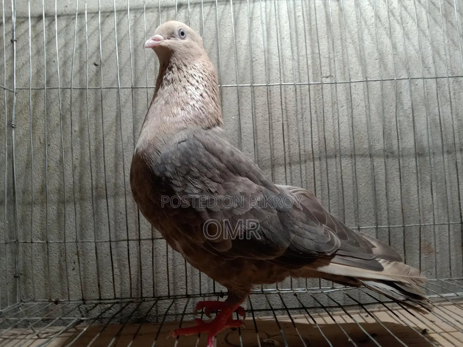 Running Swachandan Female Pigeon
