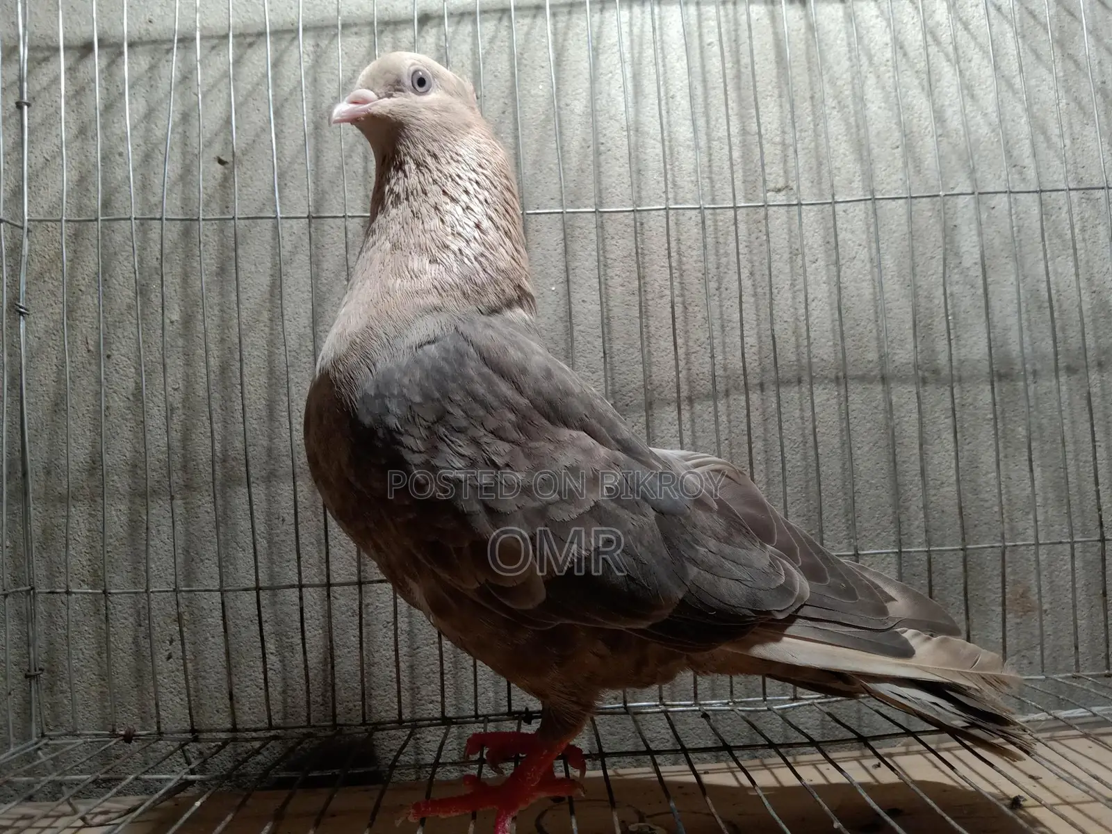 Running Swachandan Female Pigeon