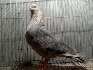 Running Swachandan Female Pigeon