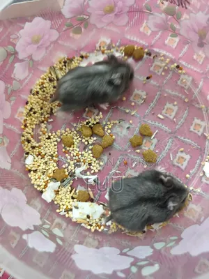 Russian Dwarf Hamster Pair