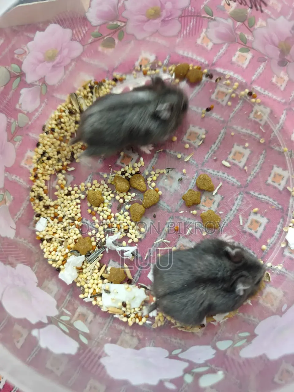 Russian Dwarf Hamster Pair