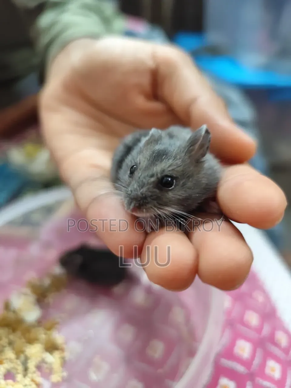 Russian Dwarf Hamster Pair