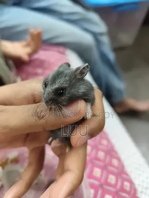 Russian Dwarf Hamster Pair