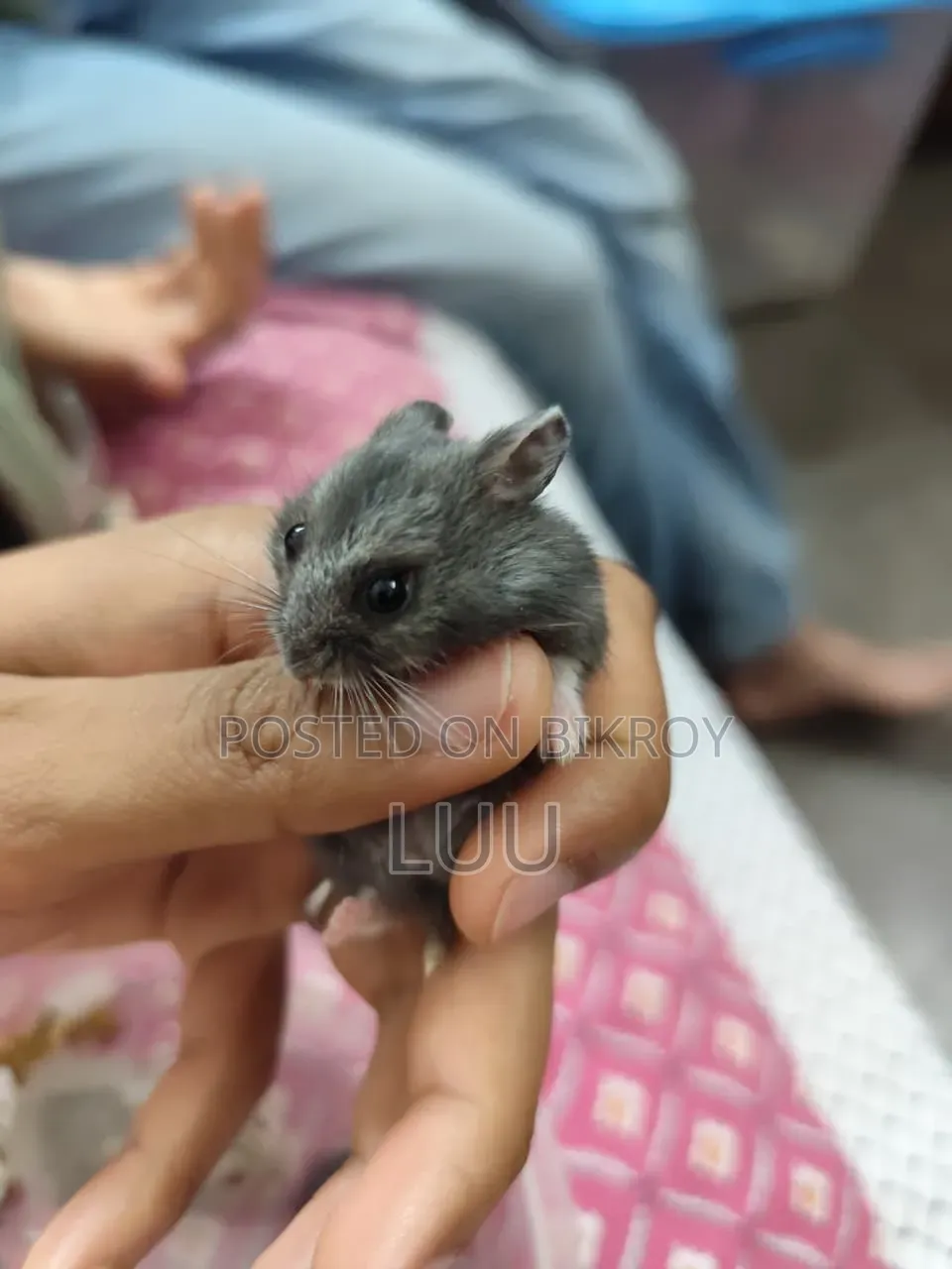 Russian Dwarf Hamster Pair