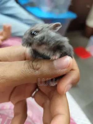 Russian Dwarf Hamster Pair