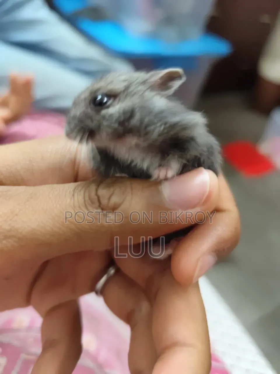 Russian Dwarf Hamster Pair