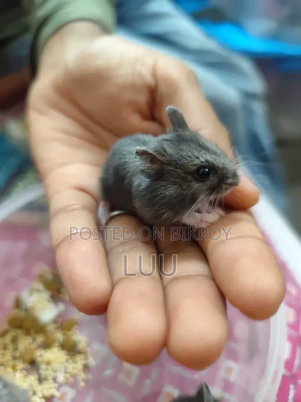 Russian Dwarf Hamster Pair
