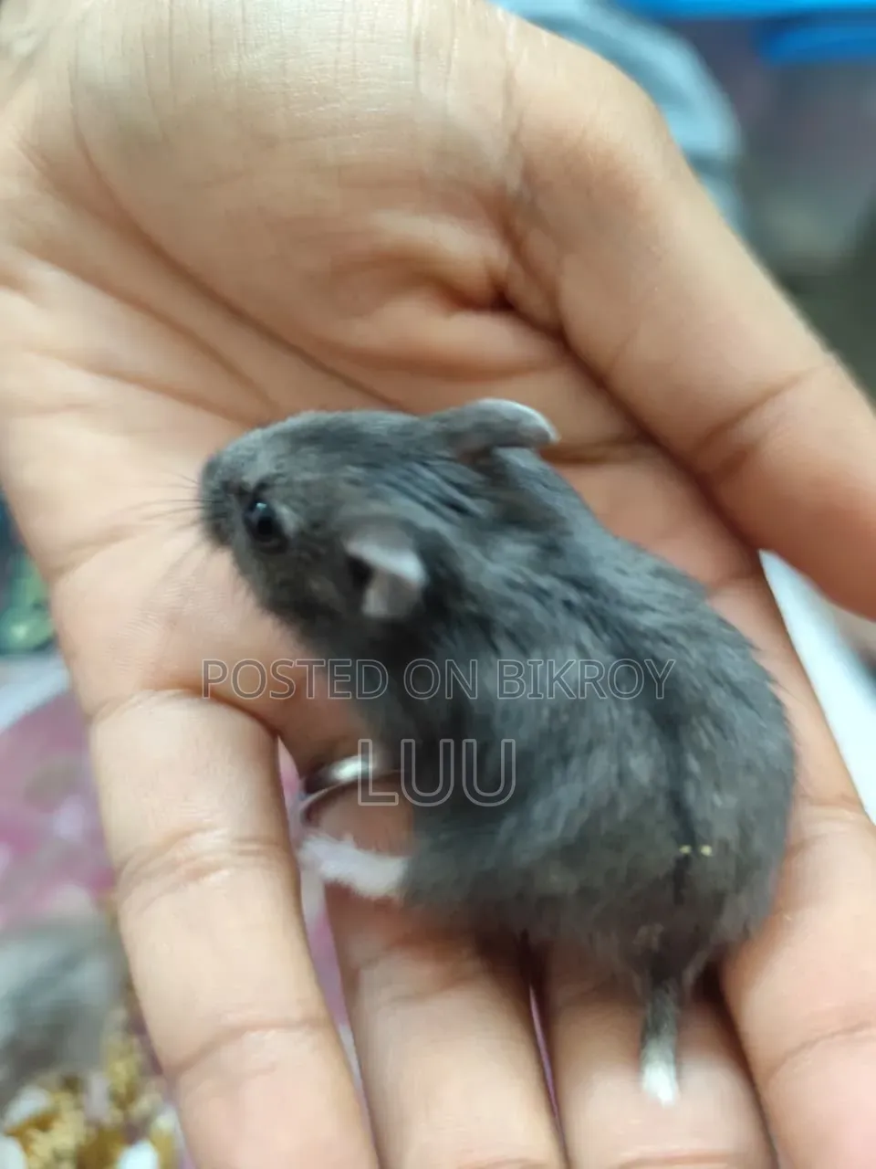 Russian Dwarf Hamster Pair