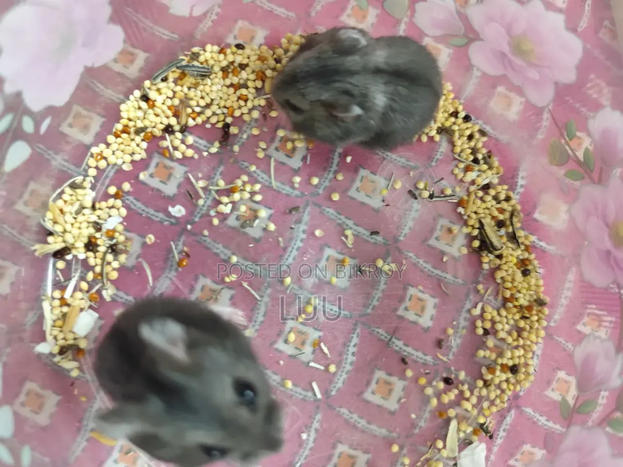 Russian Dwarf Hamster Pair