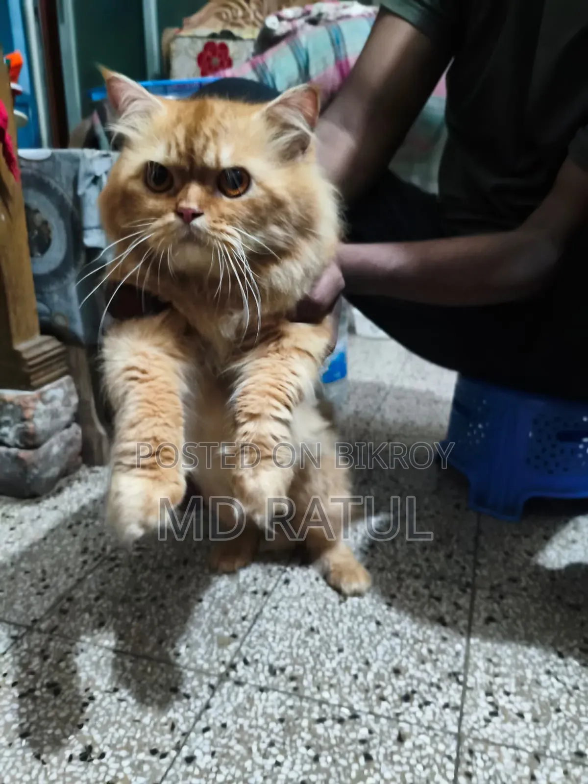 6-12 months Male Purebred Persian