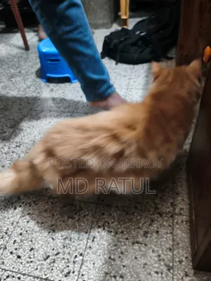 6-12 months Male Purebred Persian