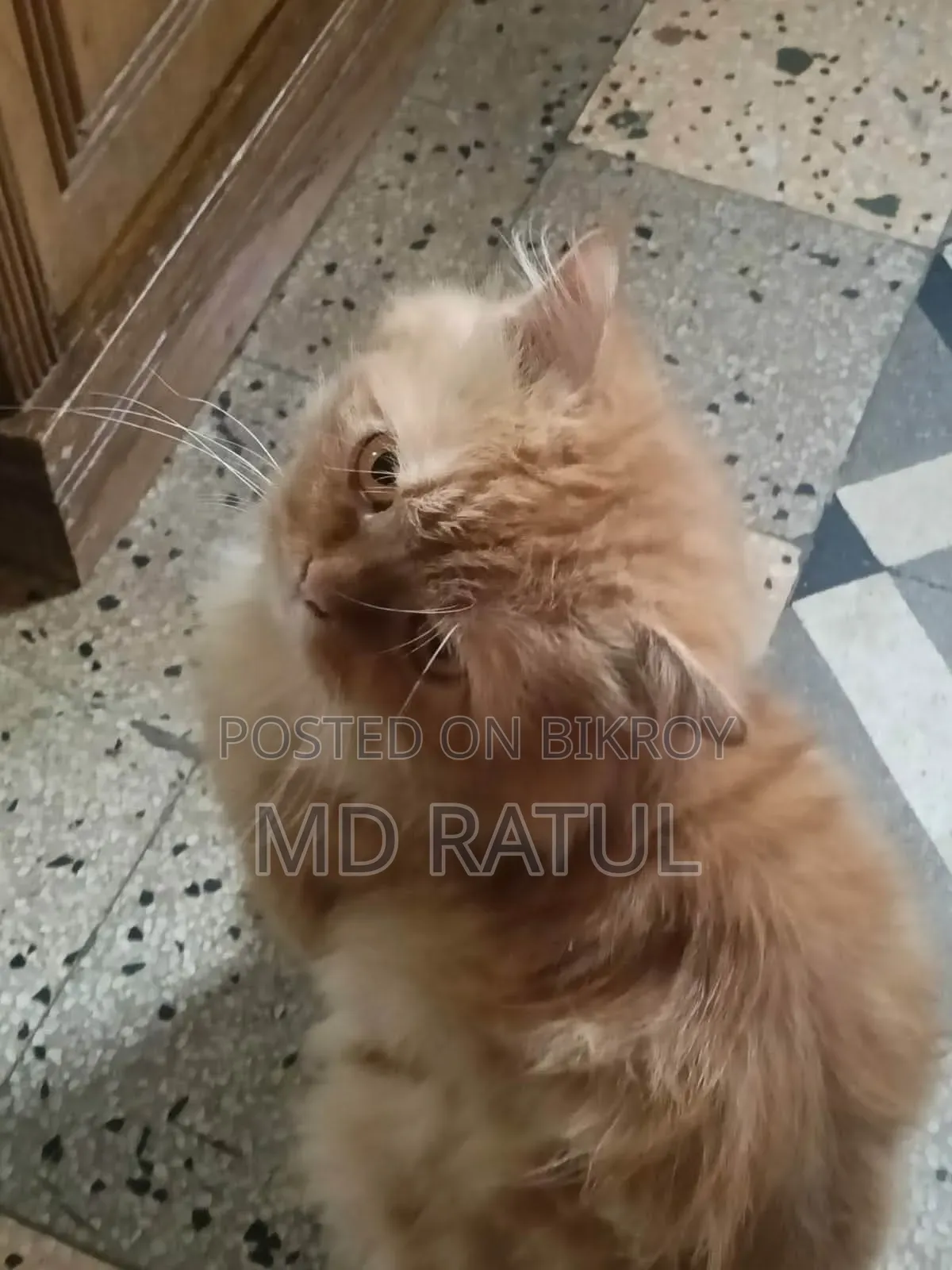 6-12 months Male Purebred Persian