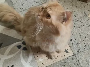 6-12 months Male Purebred Persian