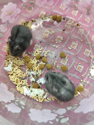 Russian Dwarf Hamster 6 Weeks