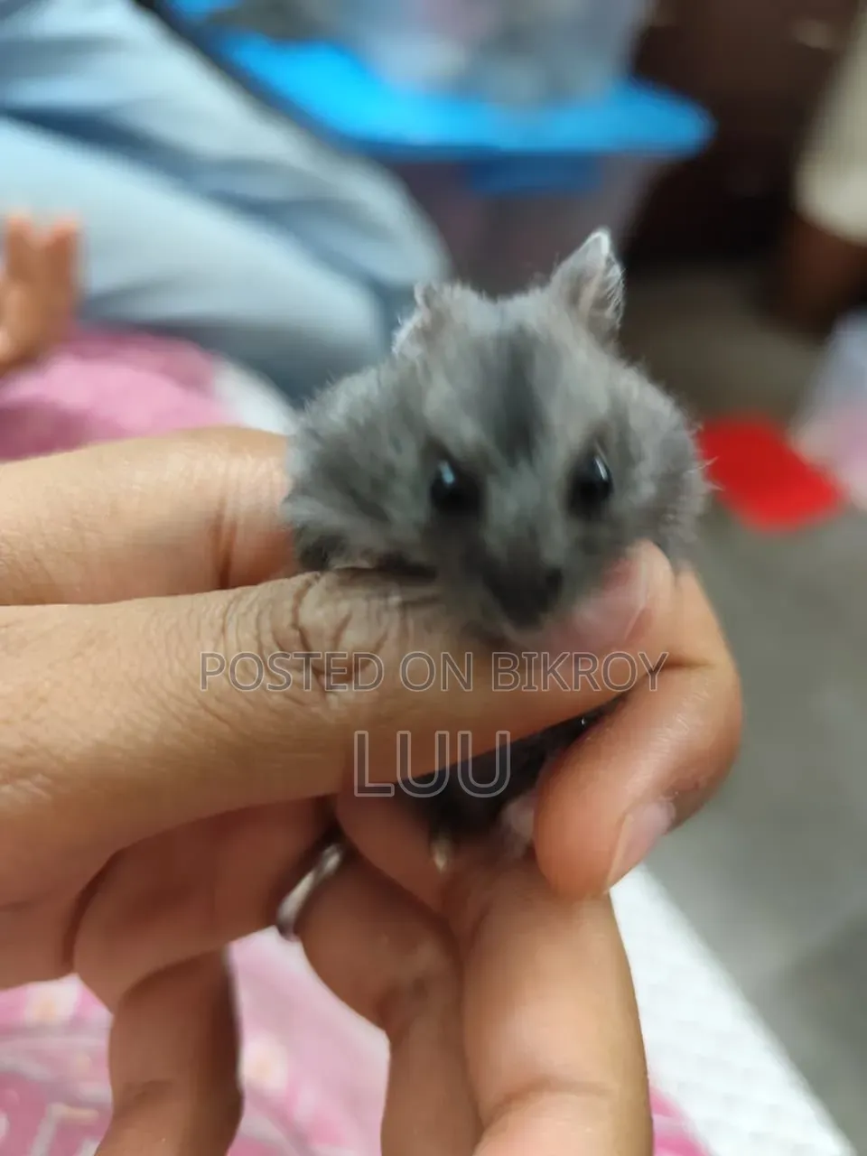 Russian Dwarf Hamster 6 Weeks