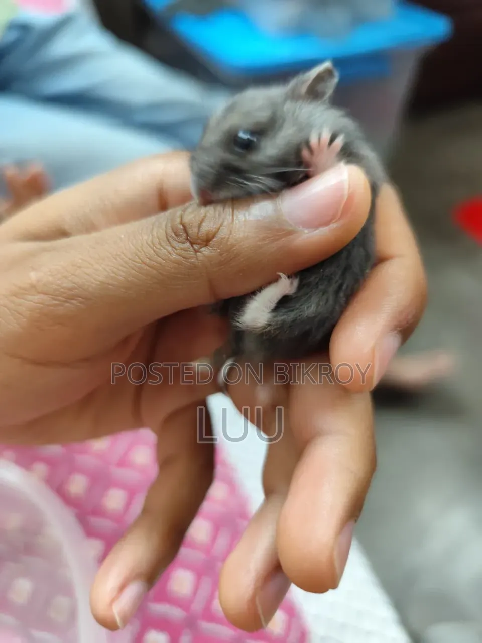 Russian Dwarf Hamster 6 Weeks
