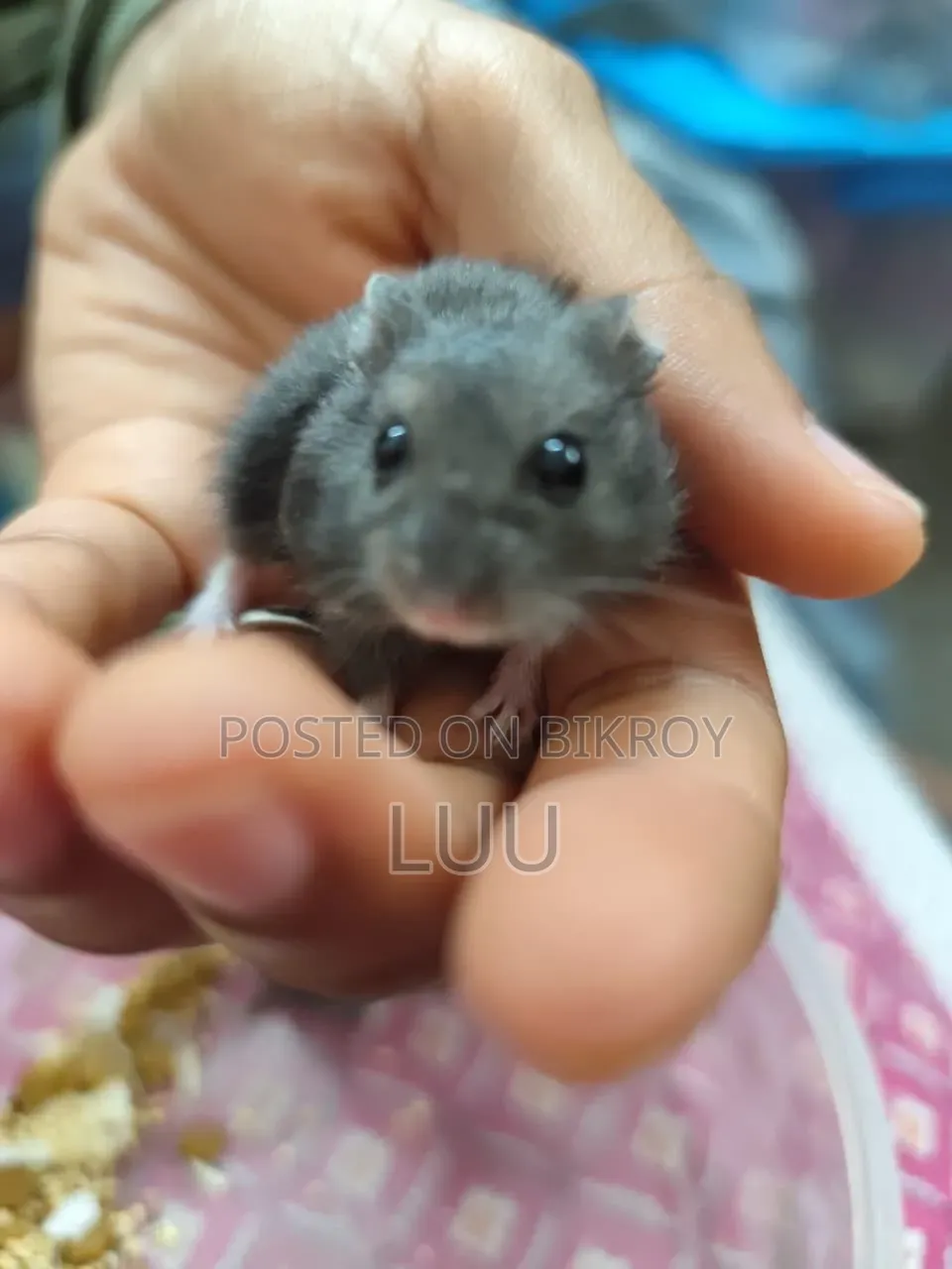 Russian Dwarf Hamster 6 Weeks