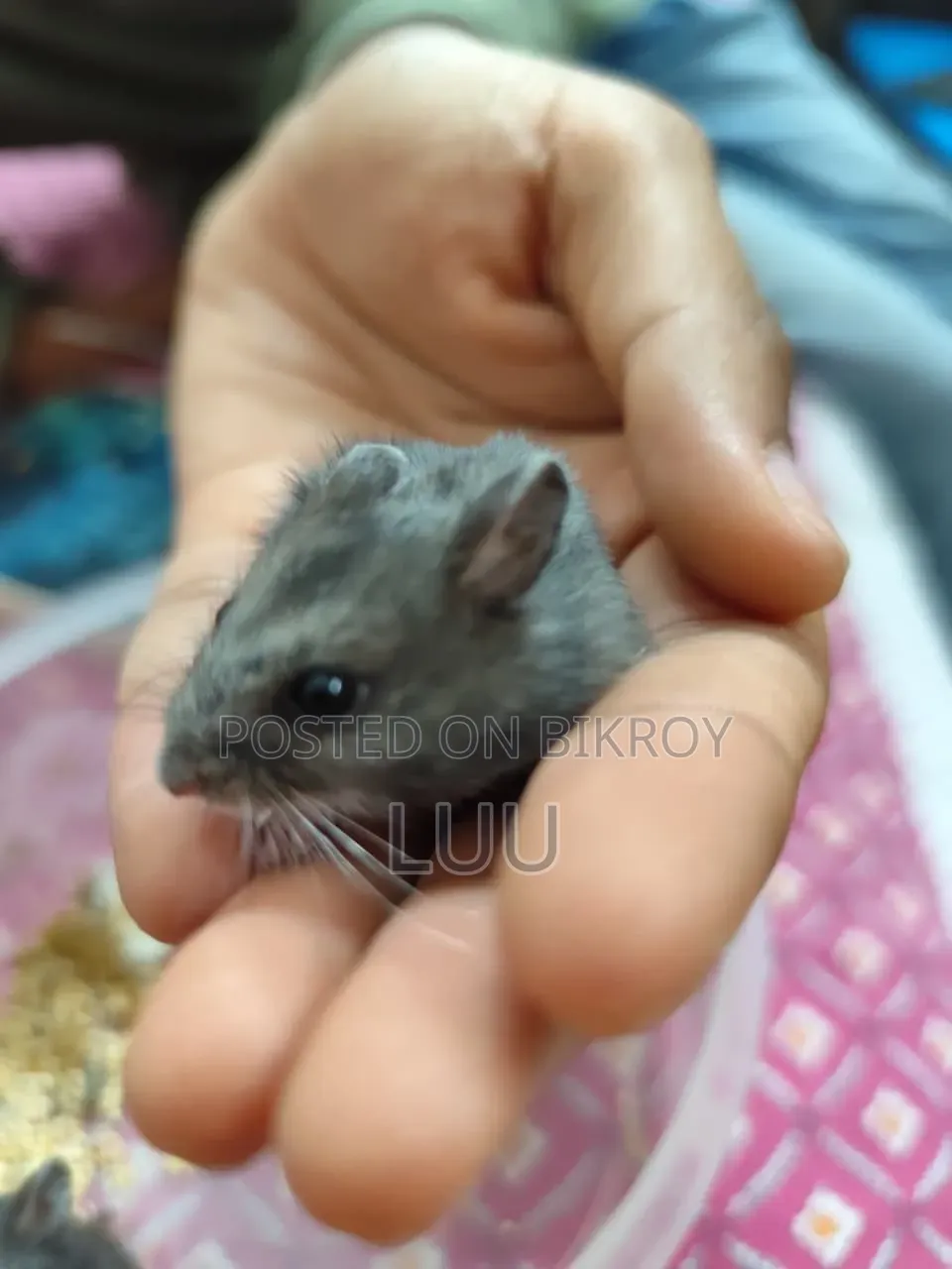 Russian Dwarf Hamster 6 Weeks