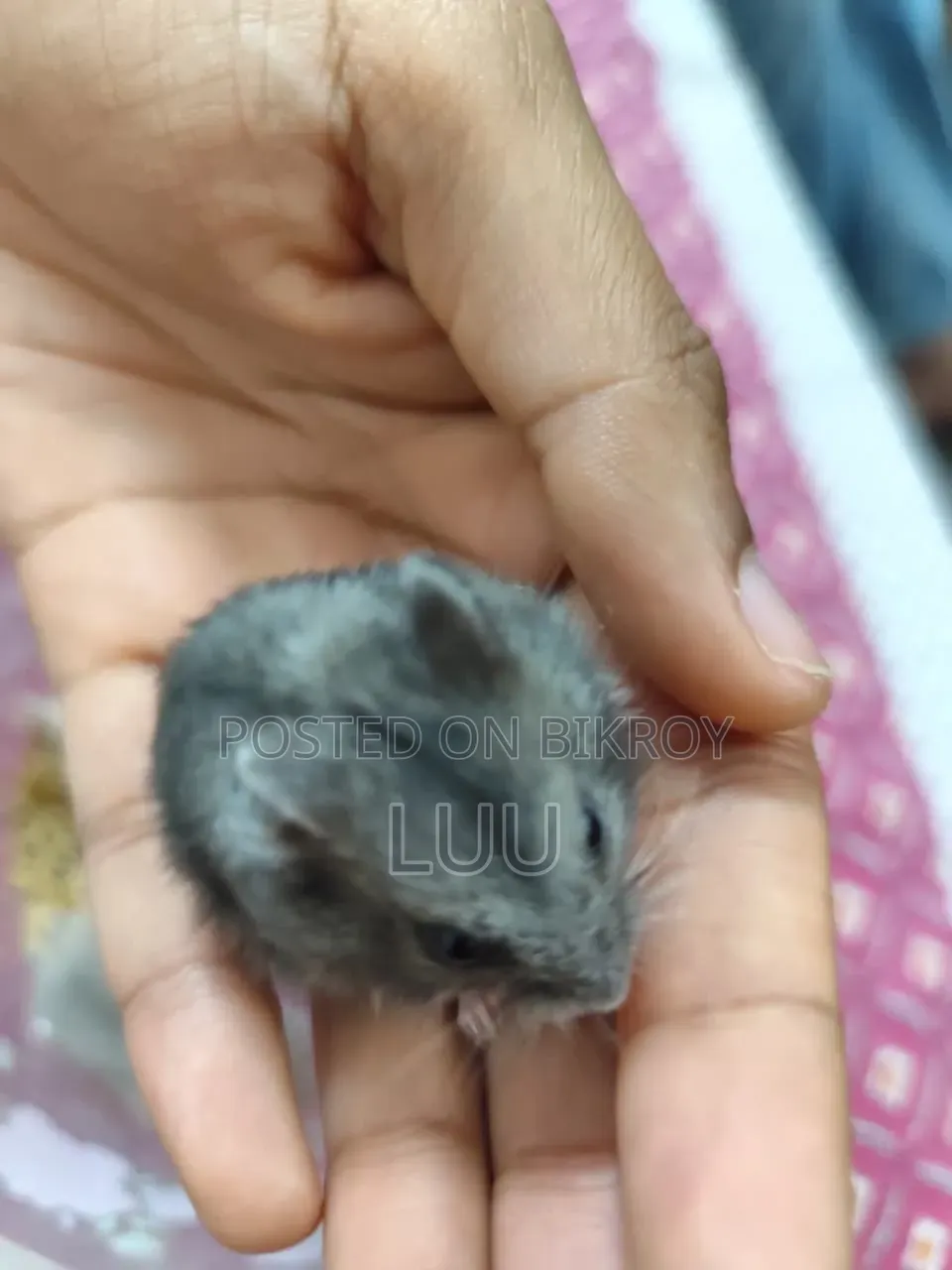 Russian Dwarf Hamster 6 Weeks
