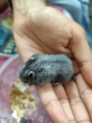 Russian Dwarf Hamster 6 Weeks