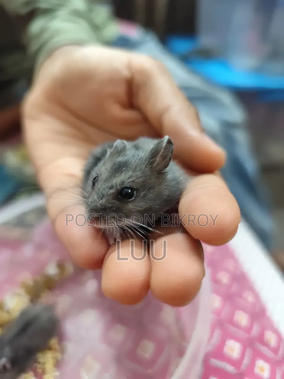 Russian Dwarf Hamster 6 Weeks