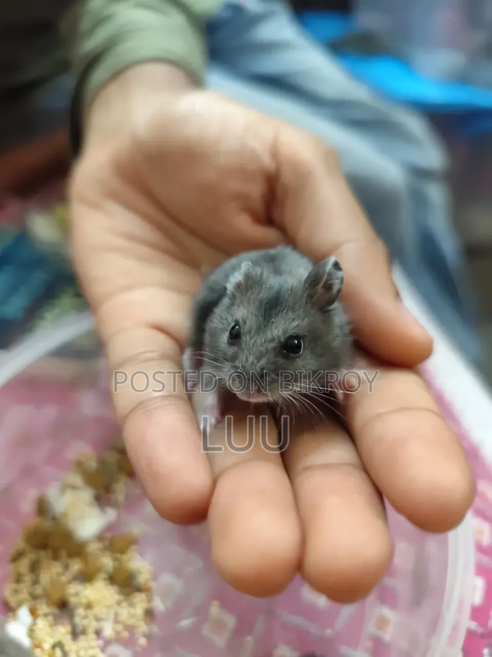 Russian Dwarf Hamster 6 Weeks