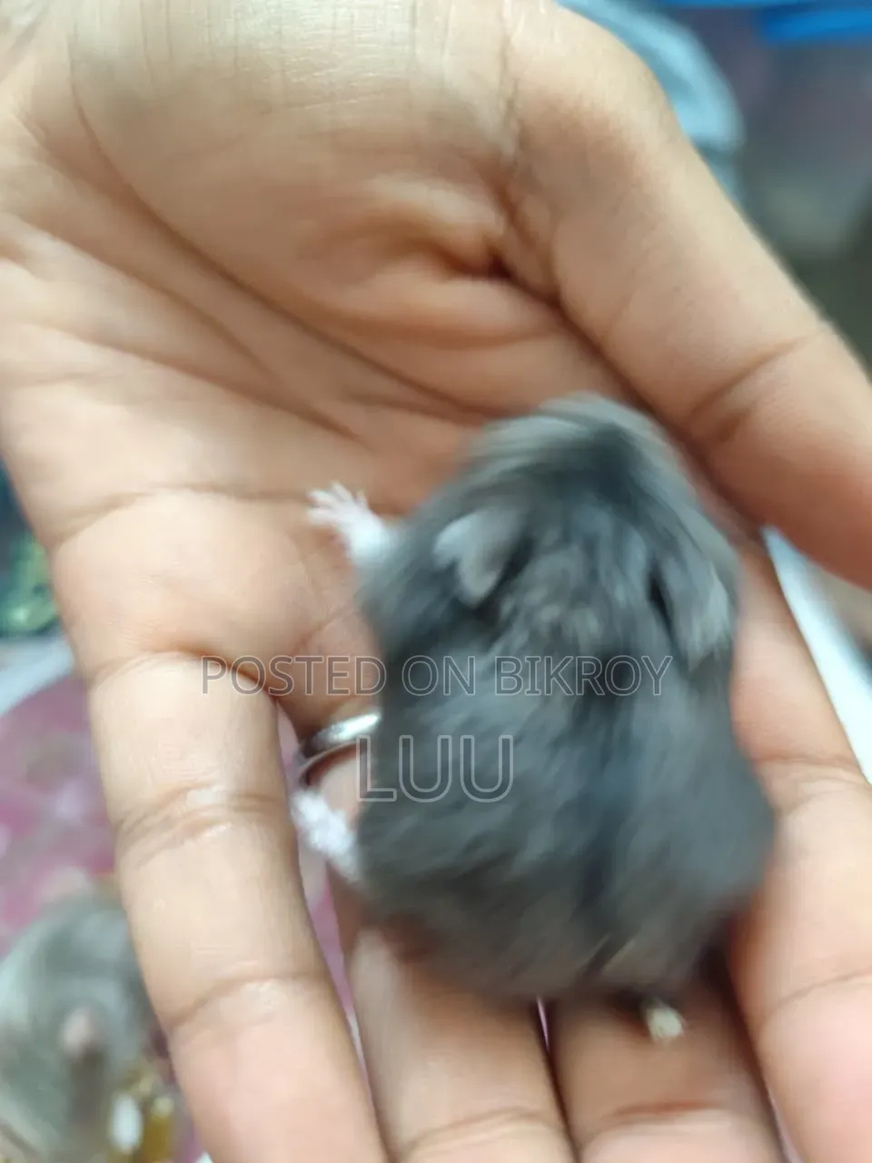 Russian Dwarf Hamster 6 Weeks