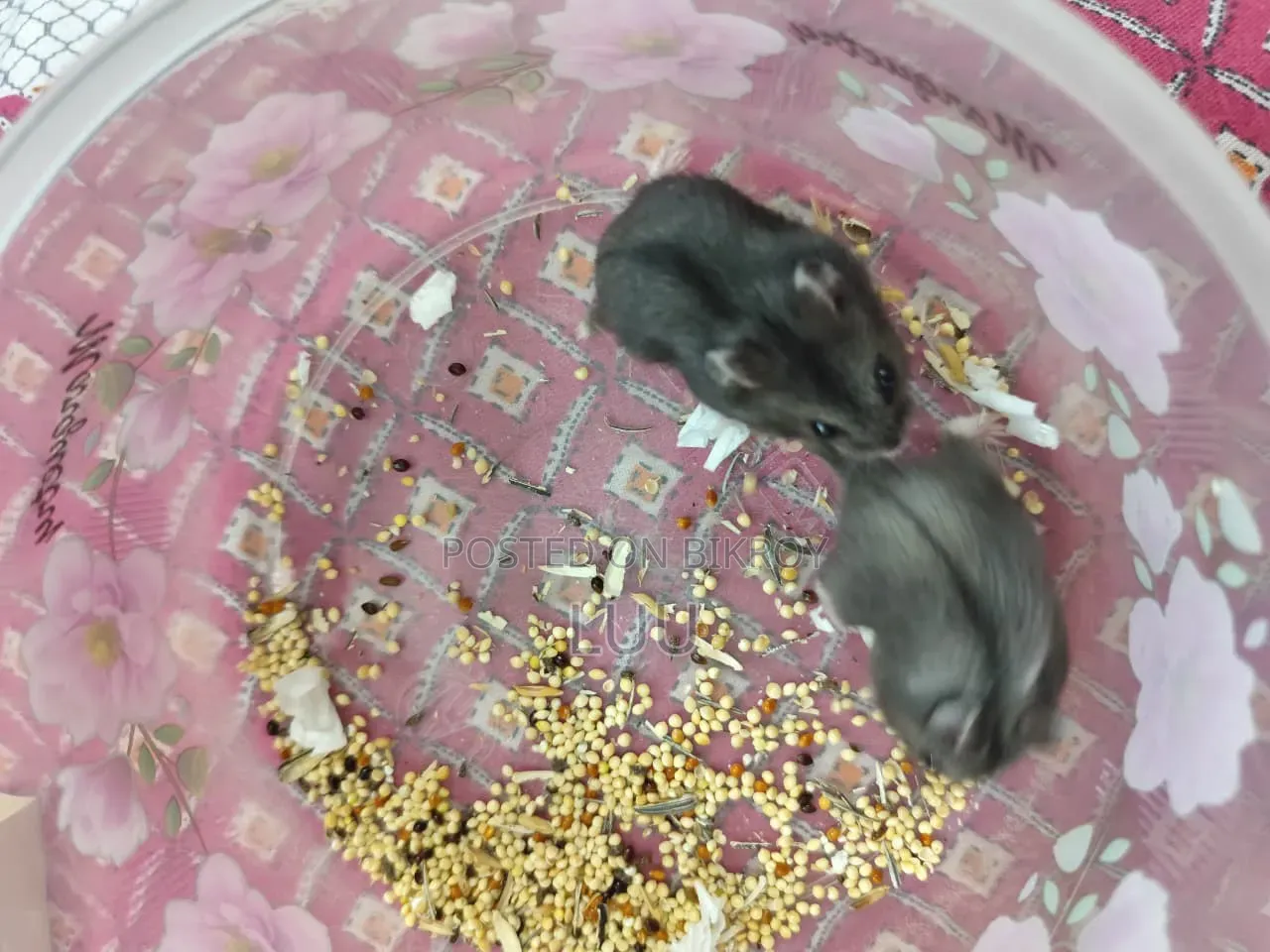 Russian Dwarf Hamster 6 Weeks