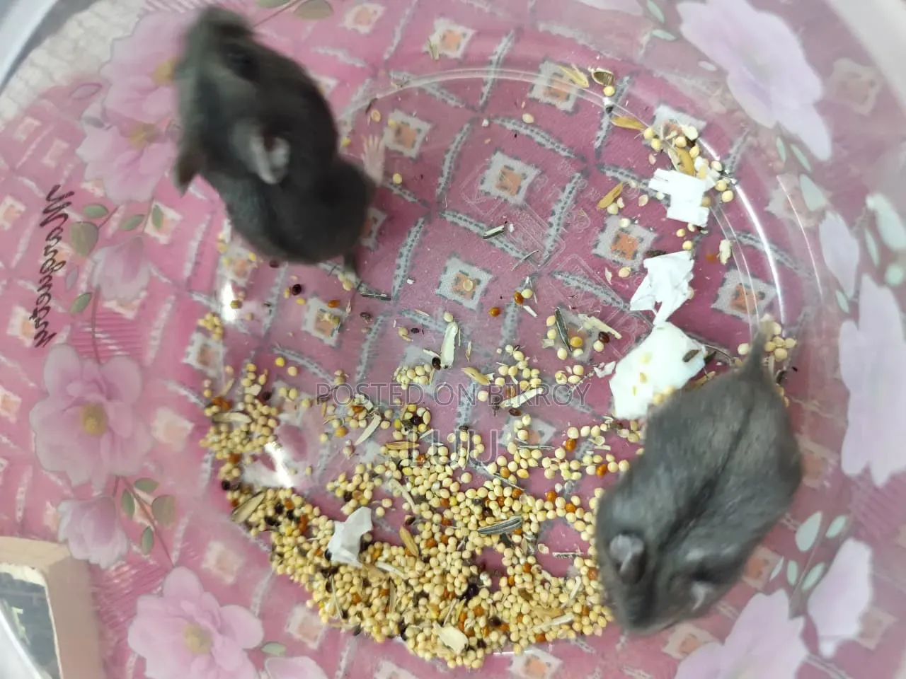Russian Dwarf Hamster 6 Weeks