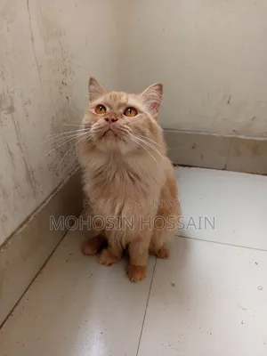 1+ Year Male Purebred Cat