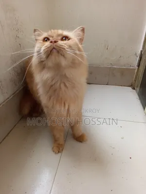 1+ Year Male Purebred Cat