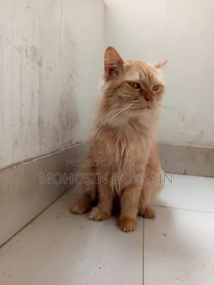 1+ Year Male Purebred Cat