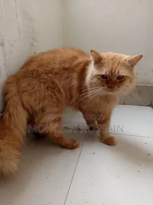 1+ Year Male Purebred Cat