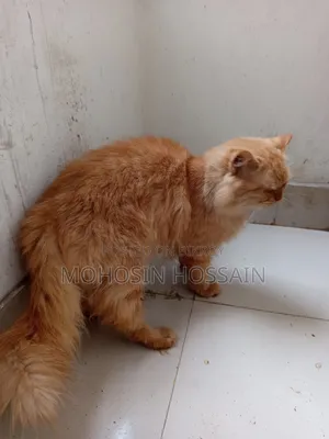 1+ Year Male Purebred Cat