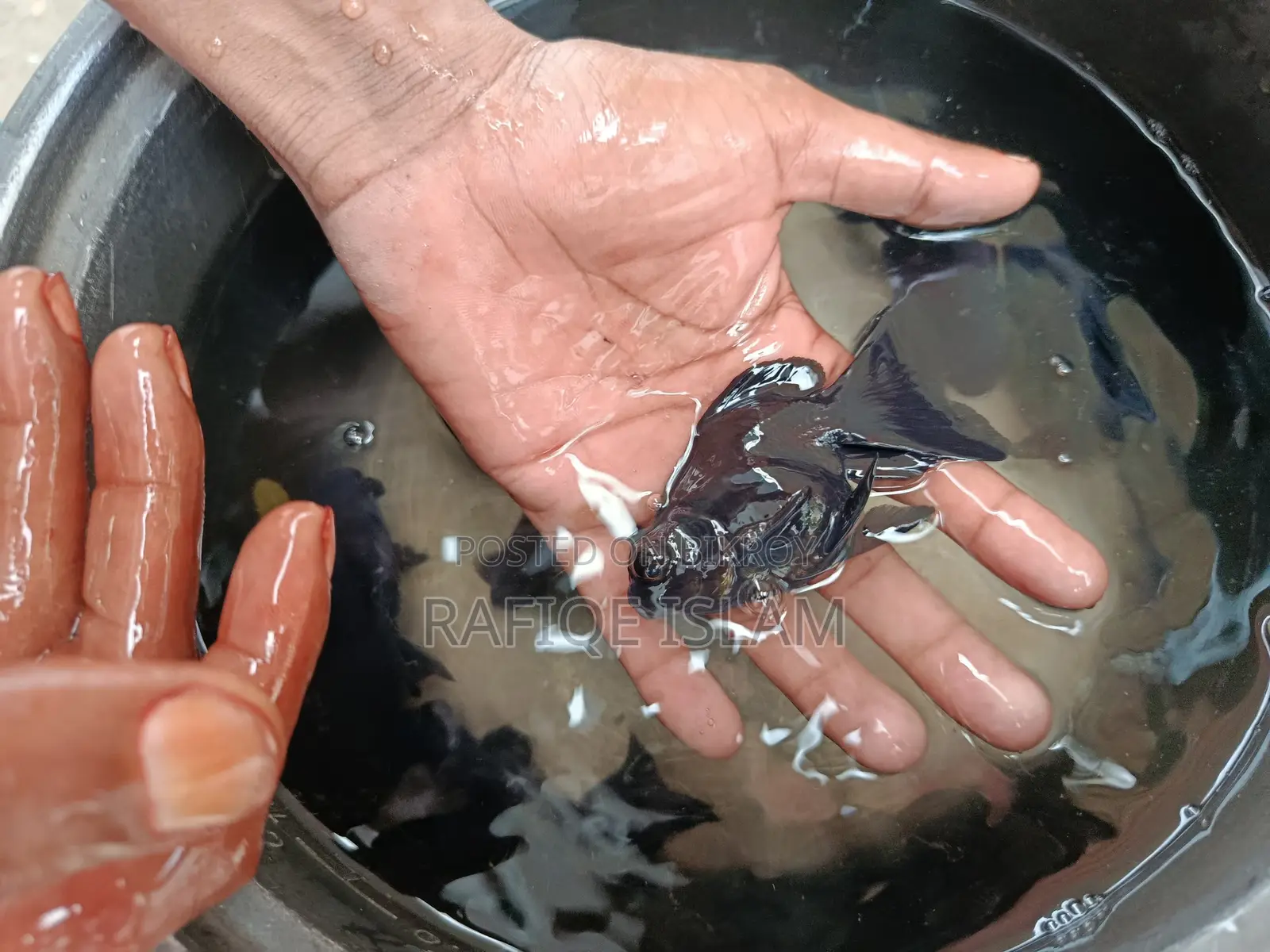 Black moor gold fish