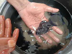 Black moor gold fish
