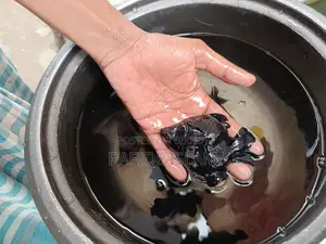 Black moor gold fish