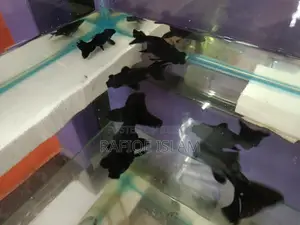 Black moor gold fish