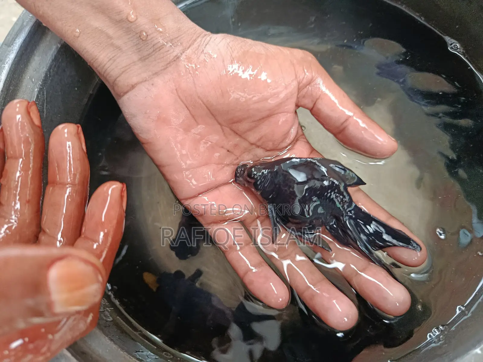 Black moor gold fish