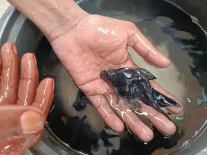 Black moor gold fish