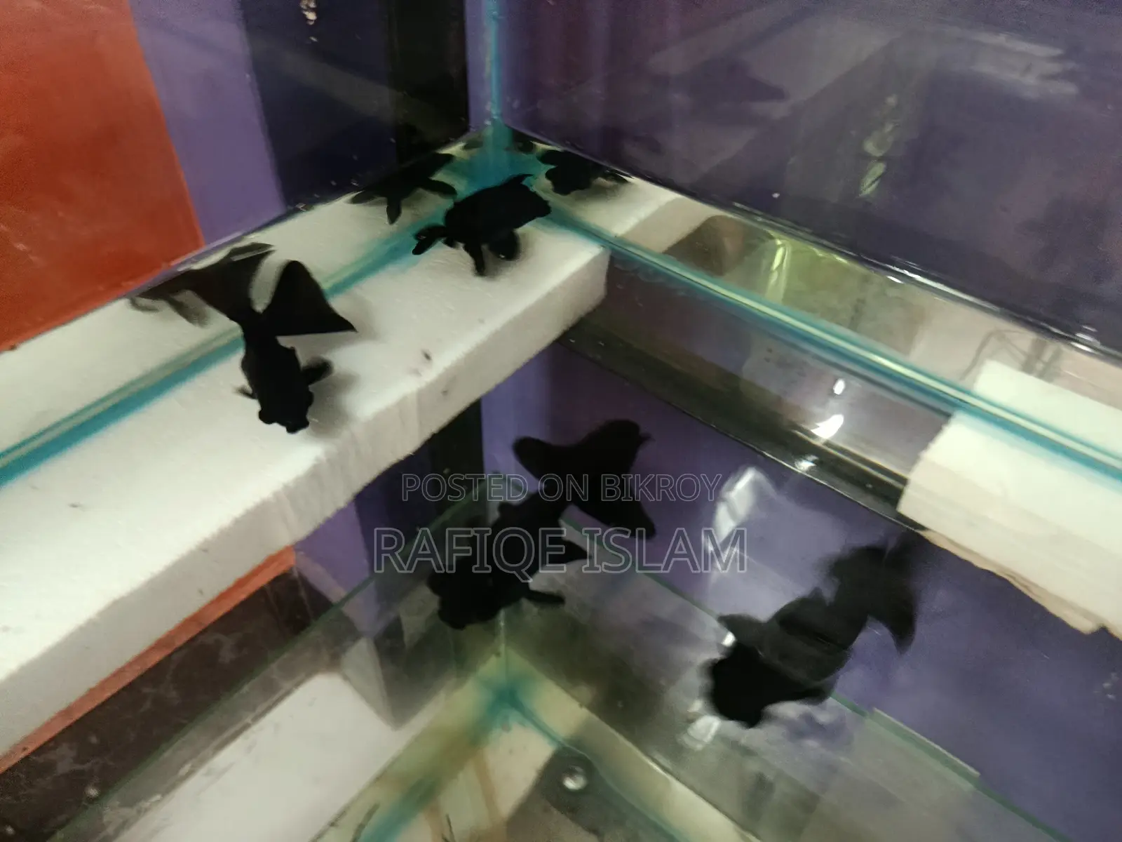 Black moor gold fish