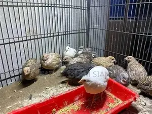 King Quail birds for sale.