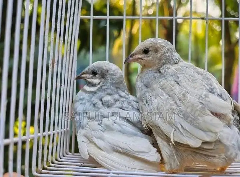 King Quail birds for sale.